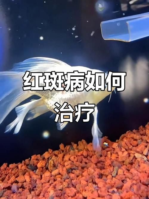 魚身上充血圖片
