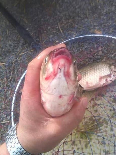 魚身上充血圖片