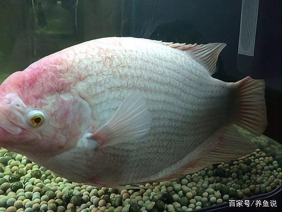 魚身上充血圖片