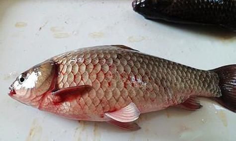 魚身上充血圖片