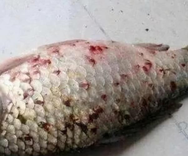 魚身上充血圖片