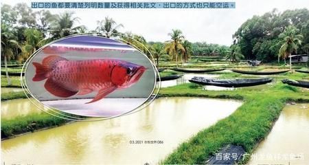 漁村龍魚繁殖場：馬來西亞漁村龍魚繁殖場