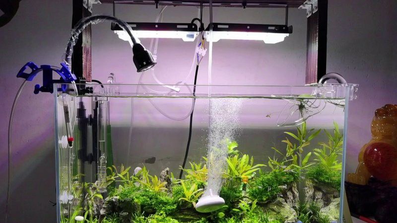 金龍魚專用燈可以用來植物光合作用嗎 金龍魚專用燈可以用來植物光合作用嗎 龍魚百科 第8張