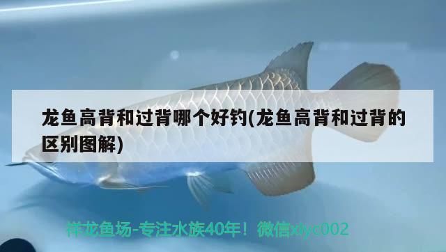 龍魚高背和過背哪個好一點，龍魚的高背和過背各有特點 龍魚高背和過背哪個好一點，龍魚的高背和過背各有特點 龍魚百科 第1張