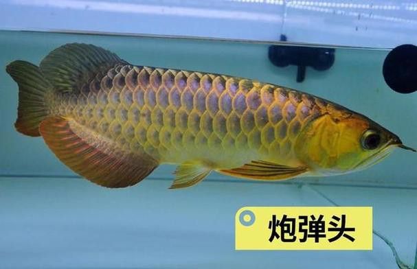 冰海龍魚圖片