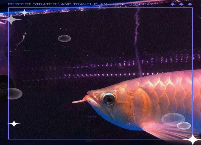 冰海龍魚圖片