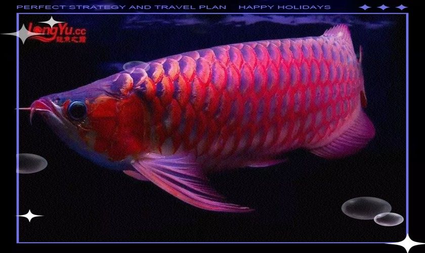冰海龍魚圖片