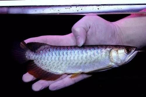 冰海龍魚圖片