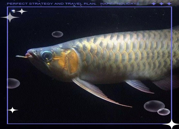 冰海龍魚圖片
