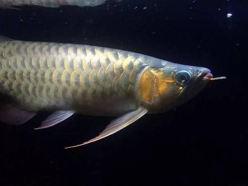 冰海龍魚圖片