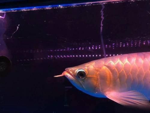 冰海龍魚圖片