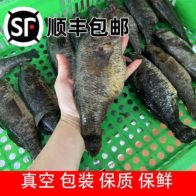 冰海龍魚圖片