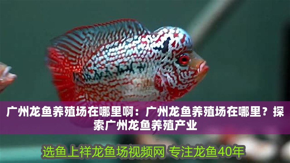 廣州龍魚養殖場在哪里啊：廣州龍魚養殖場在哪里？探索廣州龍魚養殖產業