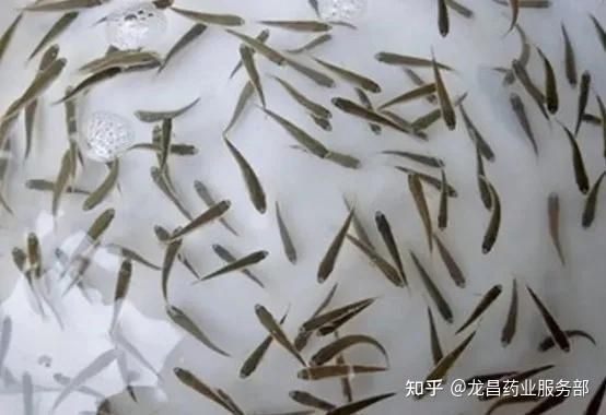 買錦鯉水花能養出好魚嗎