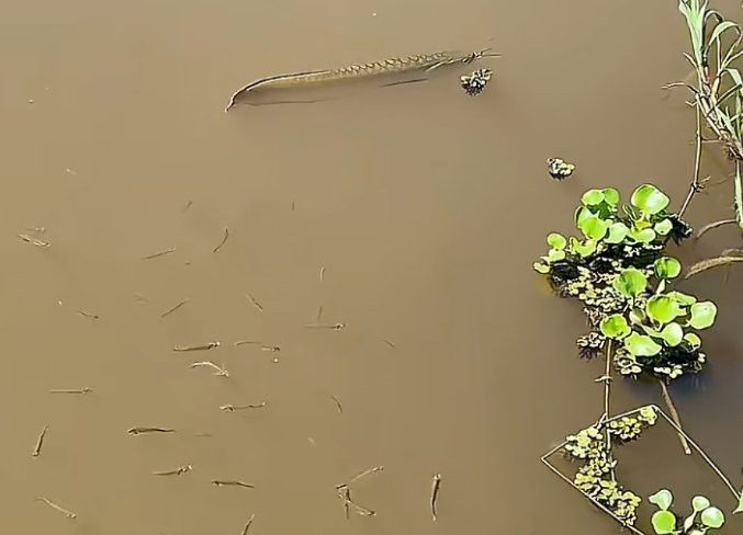 像銀龍魚的魚叫什么魚 像銀龍魚的魚叫什么魚 龍魚百科 第6張