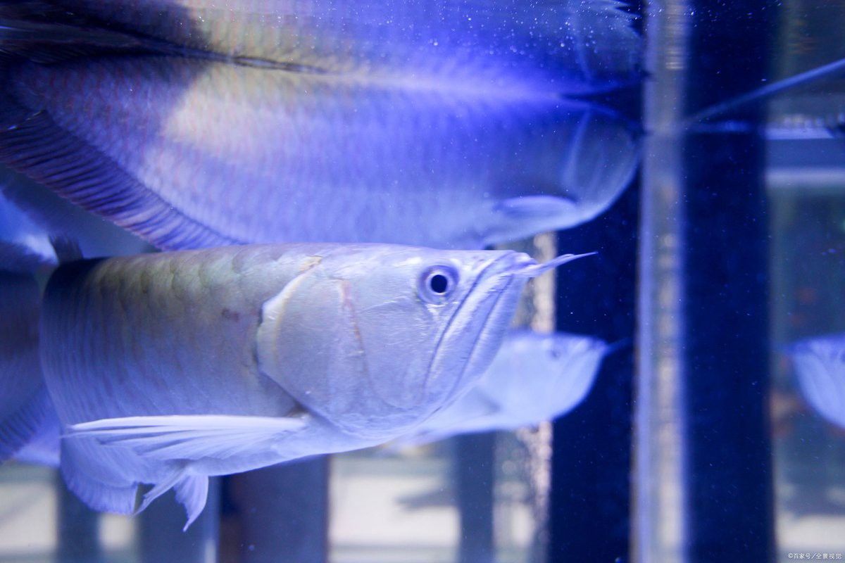 像銀龍魚的魚叫什么魚 像銀龍魚的魚叫什么魚 龍魚百科 第7張