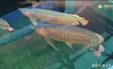 龍魚要打氧氣嗎為什么：養殖龍魚時，需要打氧氣嗎，龍魚要打氧氣嗎，為什么 龍魚要打氧氣嗎為什么：養殖龍魚時，需要打氧氣嗎，龍魚要打氧氣嗎，為什么 龍魚百科 第3張