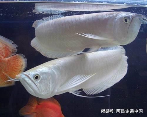 龍魚要打氧氣嗎為什么：養殖龍魚時，需要打氧氣嗎，龍魚要打氧氣嗎，為什么 龍魚要打氧氣嗎為什么：養殖龍魚時，需要打氧氣嗎，龍魚要打氧氣嗎，為什么 龍魚百科 第2張