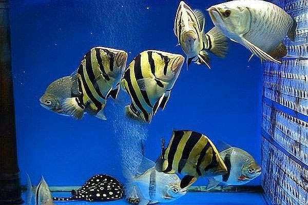 魟魚(yú)和龍魚(yú)混養(yǎng)需要多長(zhǎng)時(shí)間適應(yīng)？