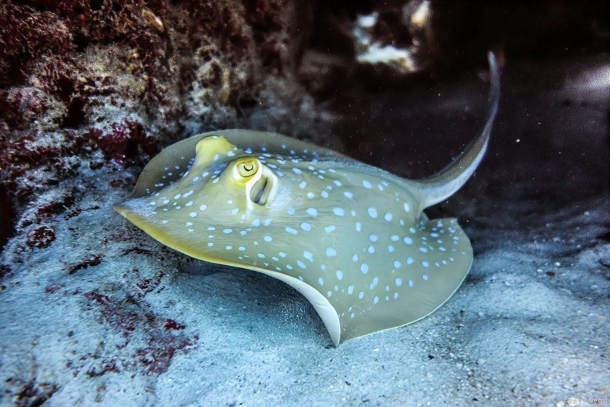魟魚(yú)和龍魚(yú)混養(yǎng)需要多長(zhǎng)時(shí)間適應(yīng)？