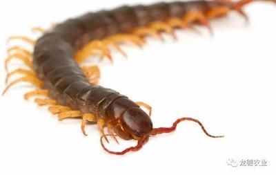 龍魚吃蟋蟀好嗎怎么喂:龍魚吃蟋蟀好嗎 龍魚百科 第1張 龍魚吃蟋蟀好嗎怎么喂:龍魚吃蟋蟀好嗎 龍魚吃蟋蟀好嗎怎么喂:龍魚吃蟋蟀好嗎 龍魚百科 第1張