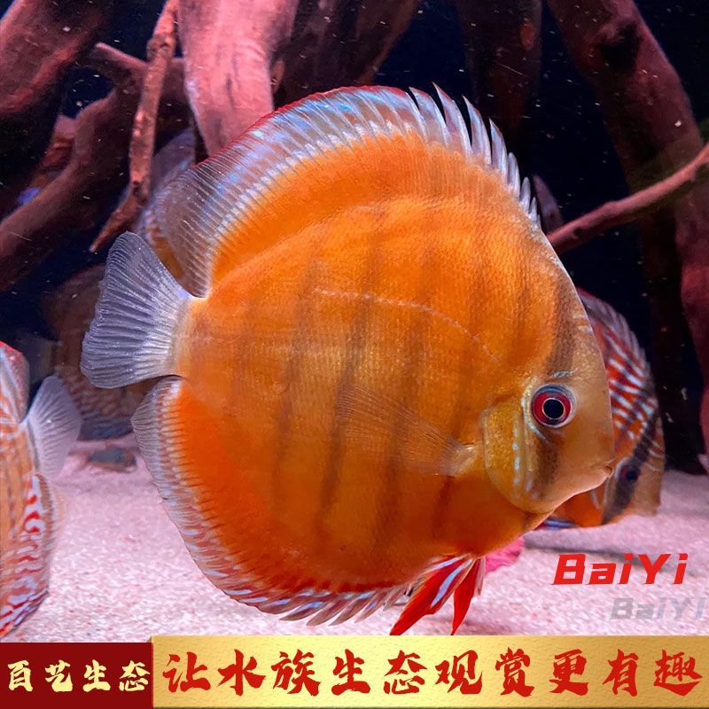 野彩魚常見疾病預防（觀賞魚常見疾病及預防措施）