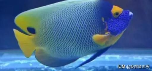 野彩魚常見疾病預防（觀賞魚常見疾病及預防措施）