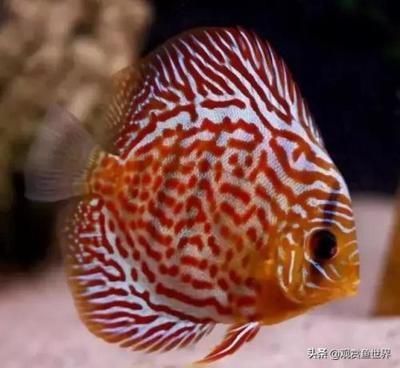 野彩魚常見疾病預防（觀賞魚常見疾病及預防措施）