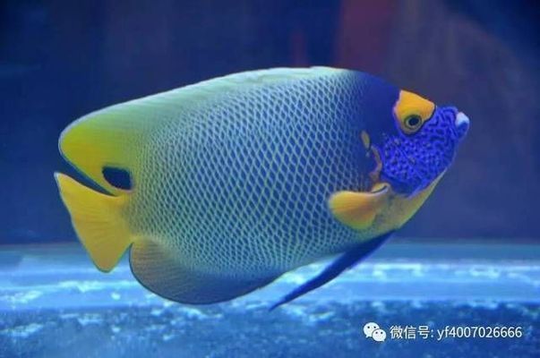 野彩魚常見疾病預防（觀賞魚常見疾病及預防措施）