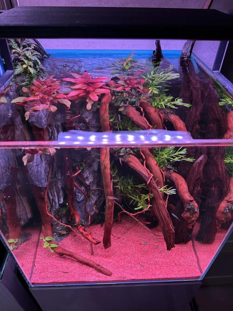 龍魚缸沉木造景圖片大全集 龍魚缸沉木造景圖片大全集 龍魚百科 第7張