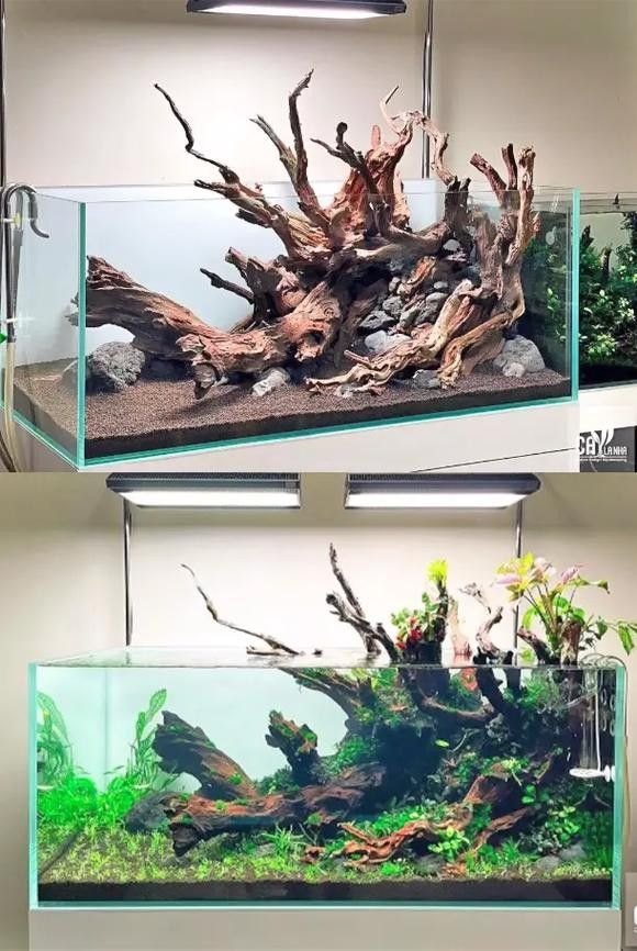龍魚缸沉木造景圖片大全集 龍魚缸沉木造景圖片大全集 龍魚百科 第9張