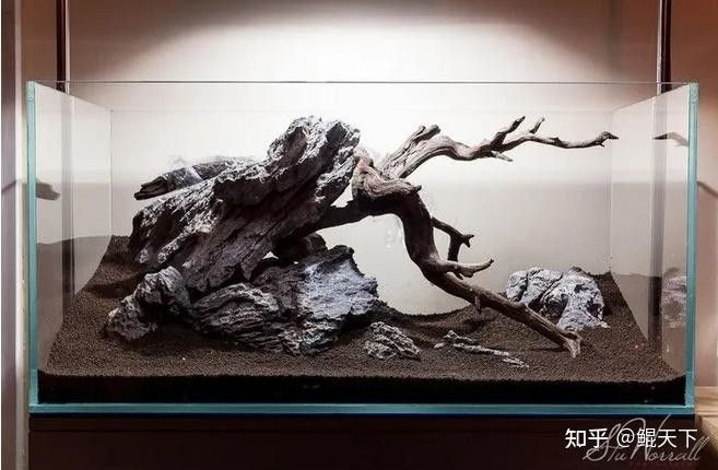 龍魚缸沉木造景圖片大全集 龍魚缸沉木造景圖片大全集 龍魚百科 第19張