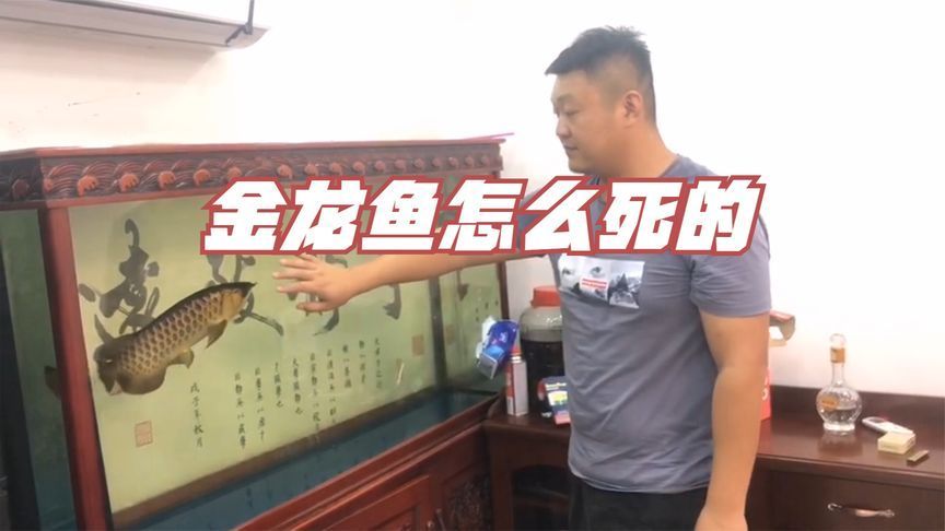 金龍魚老板發家的經歷：金龍魚老板的發家經歷
