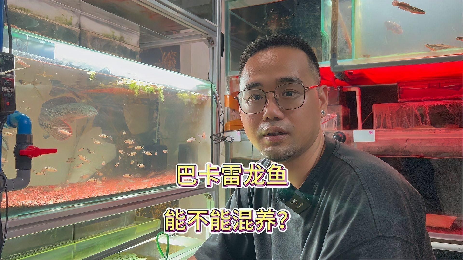 給我推薦一些與巴卡雷龍混養的安全魚種