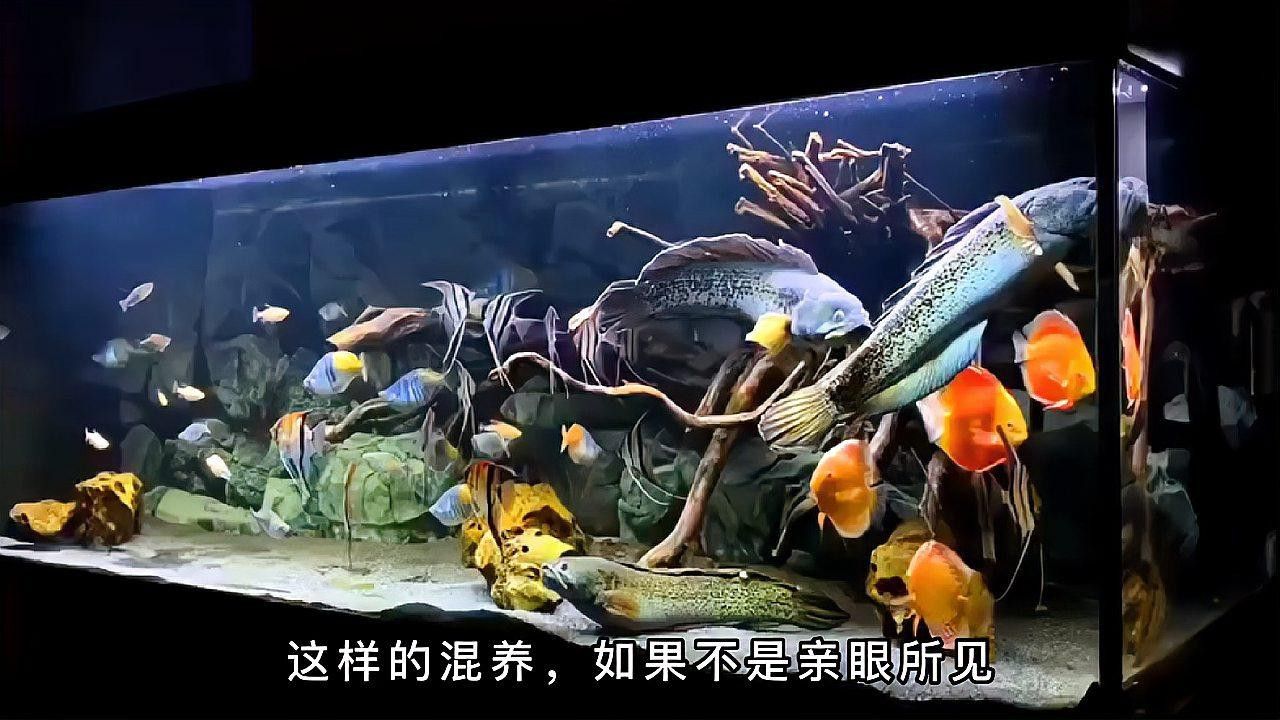 給我推薦一些與巴卡雷龍混養的安全魚種