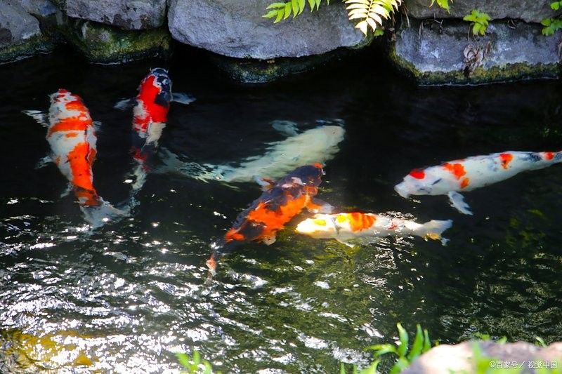 龍魚白點病會復發(fā)嗎？