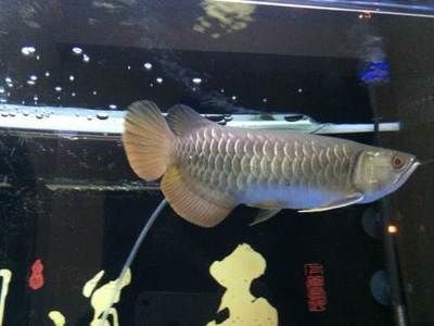 金龍魚30公分多少錢一條（30公分的金龍魚價(jià)格大概在一千二左右,具體如下）