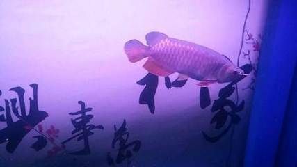 金龍魚30公分多少錢一條（30公分的金龍魚價格大概在一千二左右,具體如下）