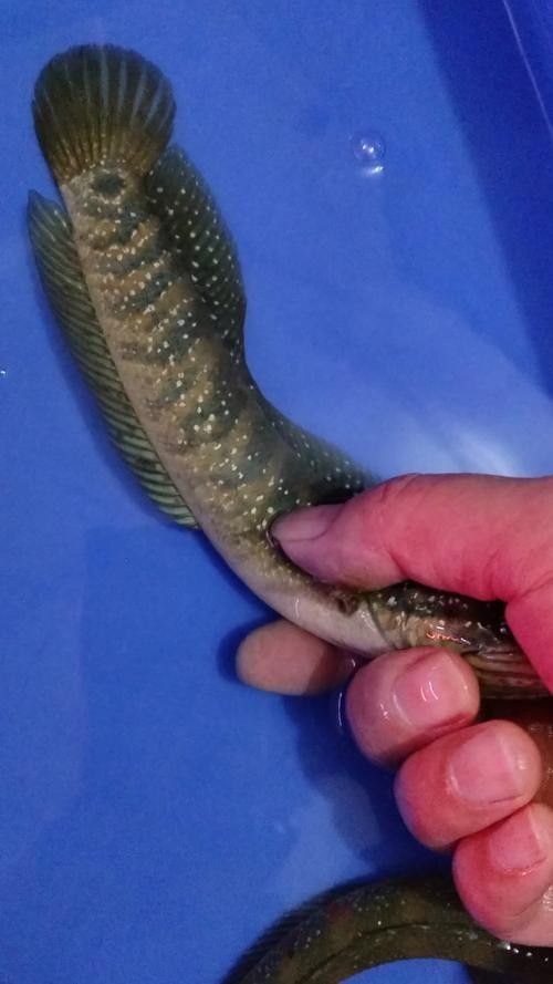 雷龍是龍魚嗎圖片大全 雷龍是龍魚嗎圖片大全 龍魚百科 第26張