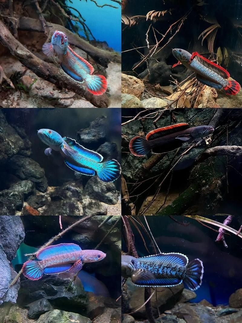 雷龍是龍魚嗎圖片大全 雷龍是龍魚嗎圖片大全 龍魚百科 第16張