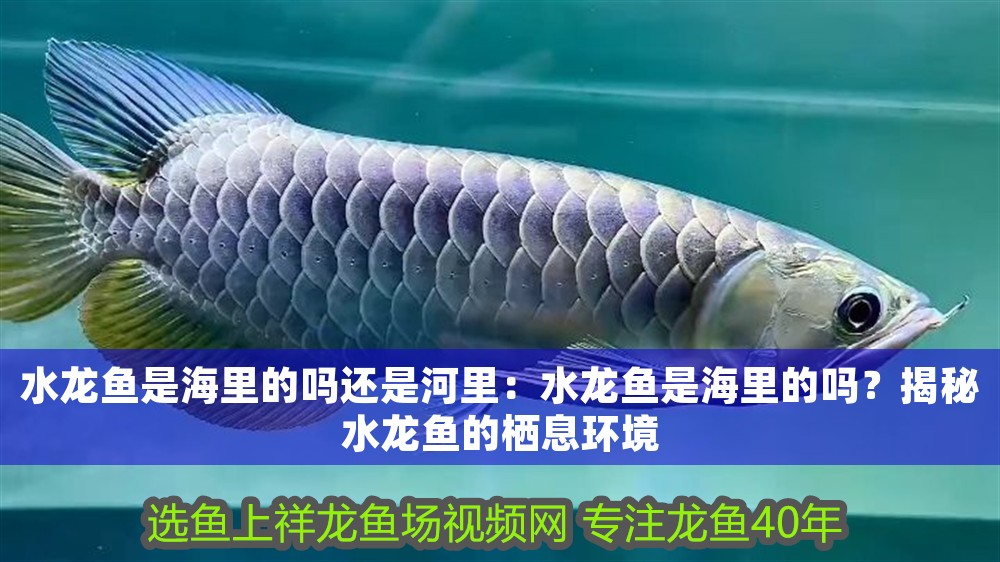 水龍魚是海里的嗎還是河里：水龍魚是海里的嗎？揭秘水龍魚的棲息環境