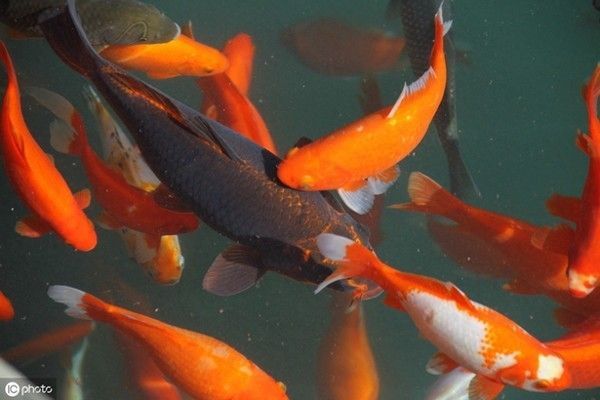 水龍魚是海里的嗎還是河里：水龍魚是海里的嗎？揭秘水龍魚的棲息環(huán)境