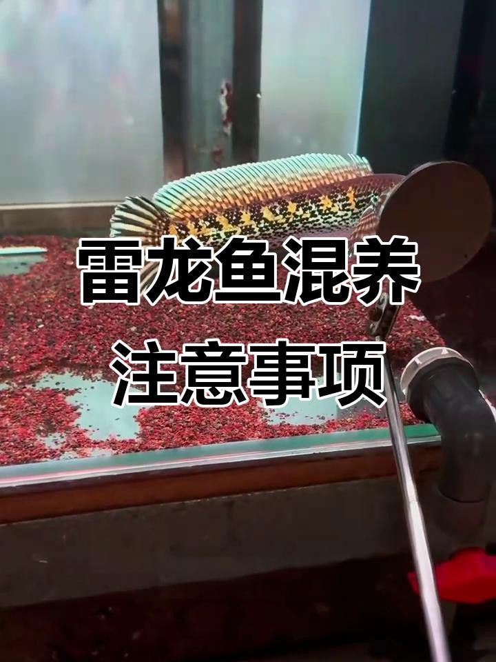龍魚混養中如何預防疾病？