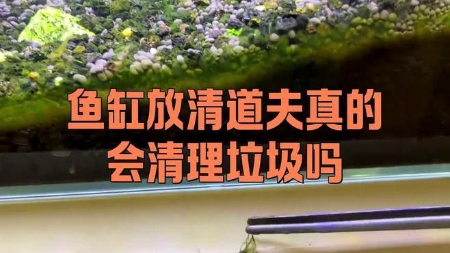 龍魚缸里可以放清道夫嗎