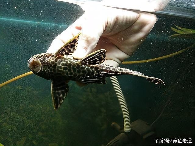龍魚缸里可以放清道夫嗎