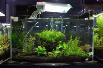魚缸性價比最高的燈泡品牌（魚缸燈泡品牌品牌用戶評價如何延長魚缸燈泡壽命）