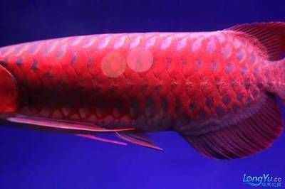 龍魚眼睛紅色：龍魚眼睛呈現紅色可能有多種原因以下幾種可能性