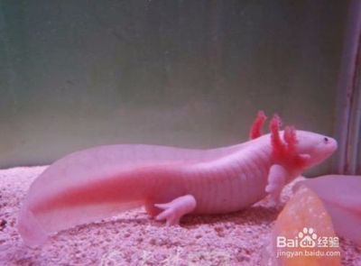 恐龍魚怎么養(yǎng)？（恐龍魚的飼養(yǎng)方法） 恐龍魚怎么養(yǎng)？（恐龍魚的飼養(yǎng)方法） 龍魚百科 第1張