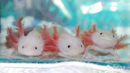 恐龍魚怎么養(yǎng)？（恐龍魚的飼養(yǎng)方法） 恐龍魚怎么養(yǎng)？（恐龍魚的飼養(yǎng)方法） 龍魚百科 第2張