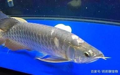 龍魚有點炸鱗怎么辦？狀態(tài)可以（如何判斷龍魚水質(zhì)問題）